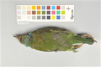 五色鳥藏品圖，第3張